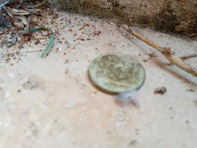 הדברת נמלי אש- אחרי